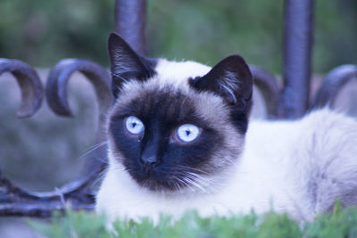 Close-up portrait of a cat