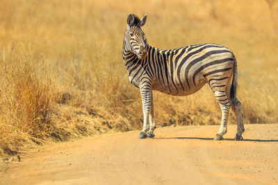 Side view of zebra on road