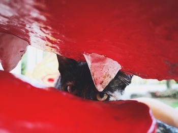 Close-up of person with red umbrella