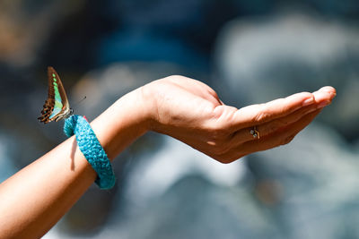 Close-up of butterfly on hand