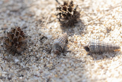 Close-up of shells on sand