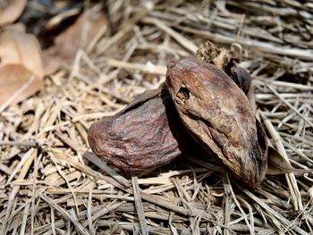 Close-up of dried plant on field