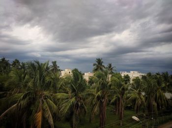 View of palm trees in field against cloudy sky