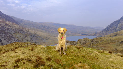 Golden retriever posing in the snowdonia national park in north wales uk