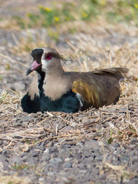 Close-up of a bird on field