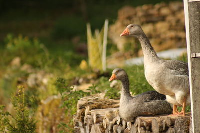 Close-up of duck on wall