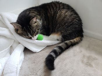 High angle view of cat sleeping on bed