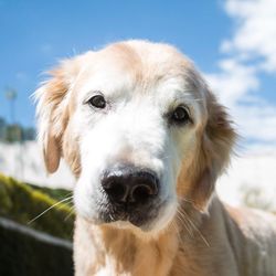 Close-up of loyal dog looking at camera