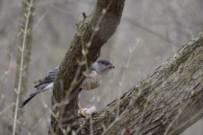 Hawk perching on a tree with prey