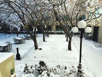 Snow covered bare trees