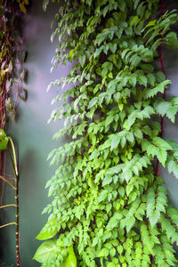 Low angle view of green leaves