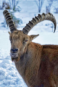 Close-up of ibex on snow covered field