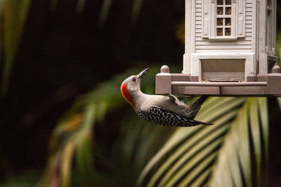 Red bellied woodpecker melanerpes carolinus bird on a bird feeder in naples, florida.