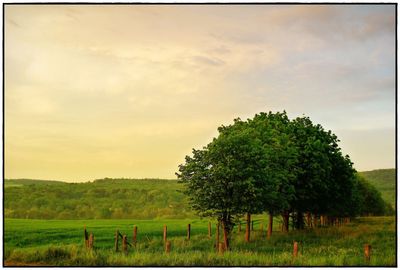 Trees on field against sky