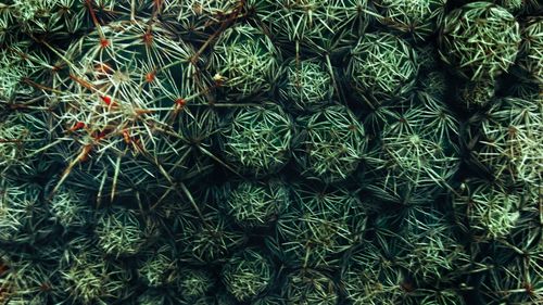 Full frame shot of succulent plants