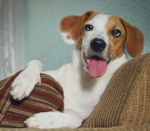 Portrait of dog at home