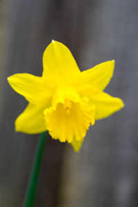 Close-up of yellow daffodil