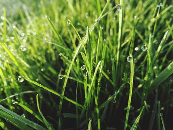 Close-up of water drops on grass