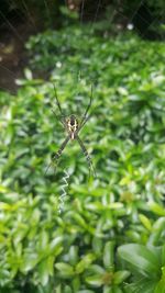 Close-up of spider on web