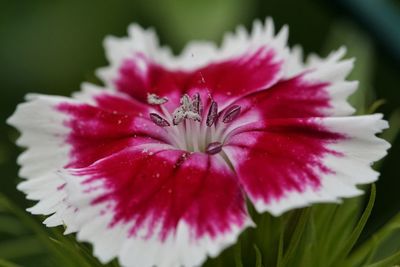 Close-up of pink flower