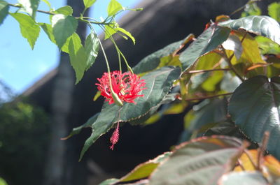 Close-up of leaves