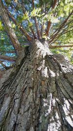 Close-up of tree trunk