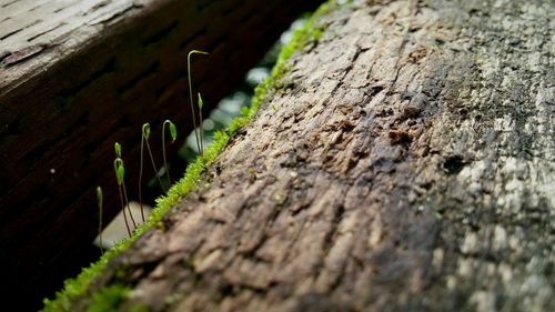 Close-up of wood