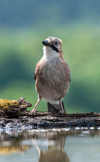 Close-up of a bird