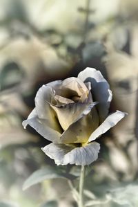 Close-up of white rose blooming outdoors