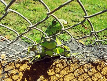 Close-up of lizard on chainlink fence at field