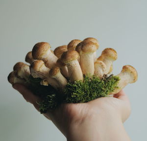 Close-up of hand holding mushrooms with moss against white background