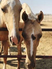 Horses standing in ranch