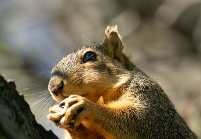 Close up of a squirrel eating a nut on a sunny day