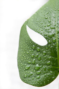 Close-up of raindrops on leaves over white background