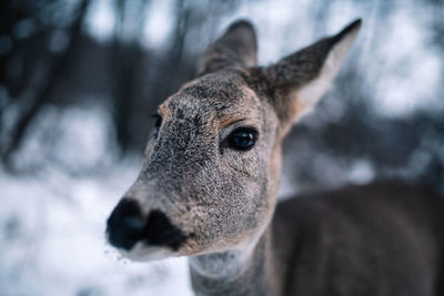 Close up of roe deer in the forest.