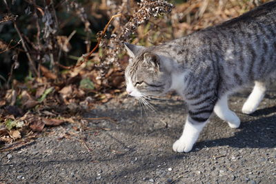 Full length of a cat looking away