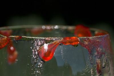 Close-up of multi colored glass with water