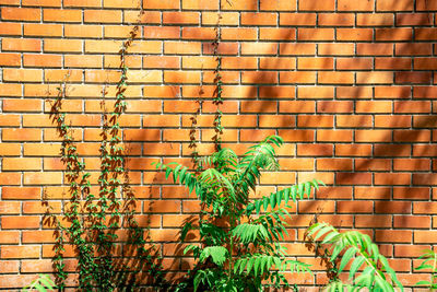 Plants against brick wall