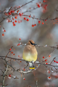 Close-up of birds perching on tree