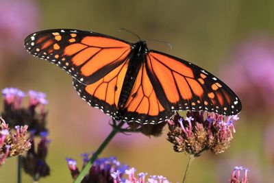 Close-up of butterfly pollinating on purple flower