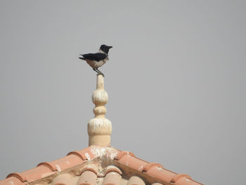 Bird perching on statue against clear sky