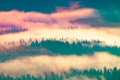 Colorful autumn misty forest. misty morning in saxon switzerland. artistic style processed photo.