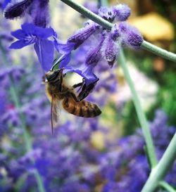 Close-up of bee pollinating on purple flower