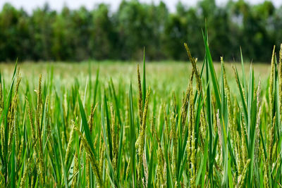 Close-up of crops growing on field