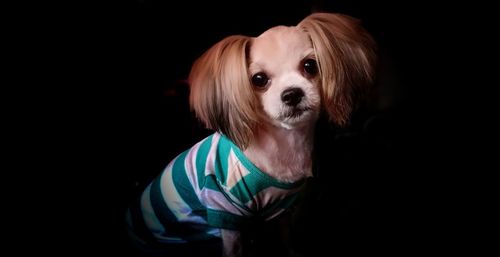 Portrait of dog against black background