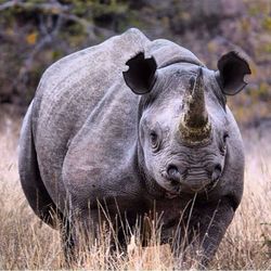 Close-up portrait of a dog