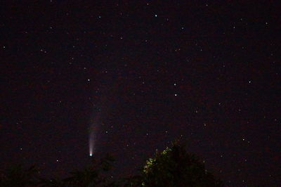 Low angle view of trees against sky at night