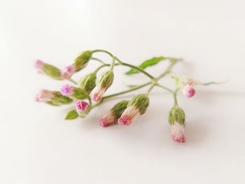 Close-up of pink flowers against white background