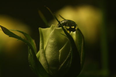 Close-up of insect on flower