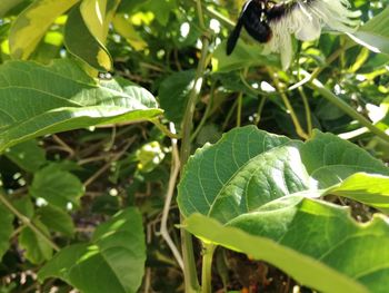 Low angle view of spider web on plant